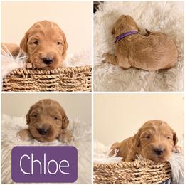 Chloe - Apricot female Goldendoodle puppy in Valdosta, Georgia from Designer Doodles of South GA