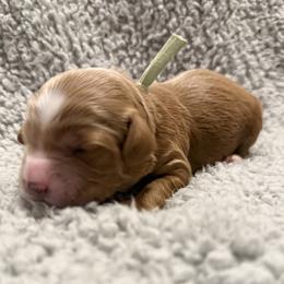 Zinnia (Teal) - Red  female Goldendoodle puppy in Twin Falls, Idaho from Magic Valley Family Doodles