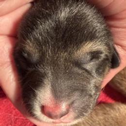 Stanley - Black and tan male Pembroke Welsh Corgi puppy in Riverside, California from Four Aces Corgis