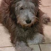 Bergamasco Sheepdogs and Havanese from Revistio Havanese & Bergamasco Sheepdogs