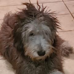 Bergamasco Sheepdogs and Havanese from Revistio Havanese & Bergamasco Sheepdogs