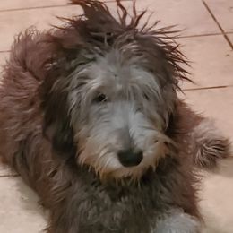 Bergamasco Sheepdogs and Havanese from Revistio Havanese & Bergamasco Sheepdogs