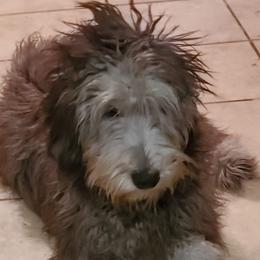 Bergamasco Sheepdogs and Havanese from Revistio Havanese & Bergamasco Sheepdogs