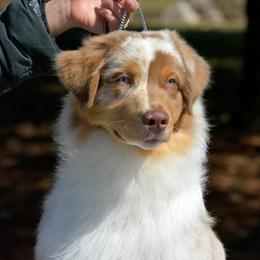 Australian Shepherds from Lil Pines Aussies