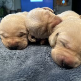 Labrador Retriever Puppies from Okiehuntinboyz Labrador Retrievers