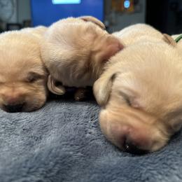 Labrador Retriever Puppies from Okiehuntinboyz Labrador Retrievers