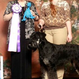 Australian Shepherds and Giant Schnauzers from Northern Lights Working Dogs