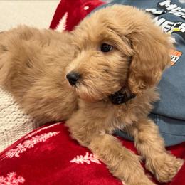 Light Blue - Apricot male Goldendoodle puppy in Bakersfield, California from Lavish Doodles