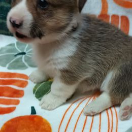 Pembroke Welsh Corgi Puppies from Episode Corgis