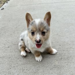 Girl 2 - Blue merle and white American Corgi puppy in Oxford, Iowa from Kati Burns