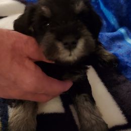 Miniature Schnauzer Puppies from Findell Kennel