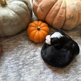 Roo - Tri-color male Bernedoodle puppy in Northglenn, Colorado from Colorado Bernedoodle Babies