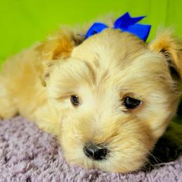 Divina Lyon - Wheaten female Miniature Schnauzer puppy in Texas from Blue Rose's Schnauzers
