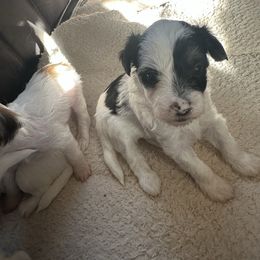 Jade - Black and white male Chinese Crested puppy in New Windsor, Maryland from Ambush Kennel