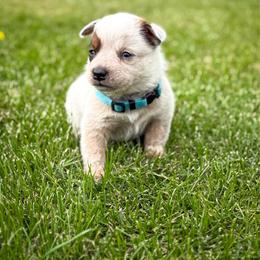 Teal - Red speckled female Australian Cattle Dog puppy in Spokane, Washington from 4D Cattle Dogs