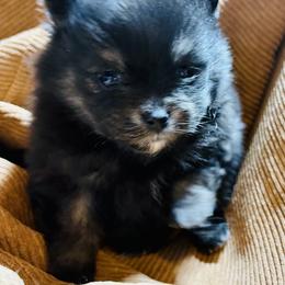 Princess Buttercup - Black and tan female Pomeranian puppy in Lake Forest Park, Washington from Tea Pup Pomeranians