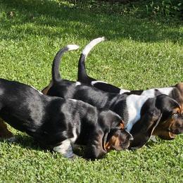 Basset Hounds from Tater's Tots
