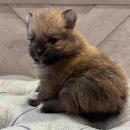 Wookie cookie - Red sable female Pomeranian puppy in Ladera Ranch, California from Tinkerpoms