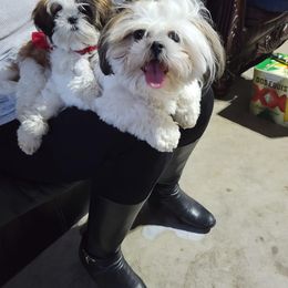Shih Tzu Puppies from Snowhisper Shih Tzu