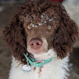 Piccolo - Poodle