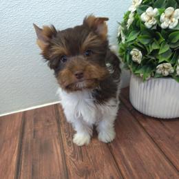 Yellow collar - Parti male Yorkshire Terrier puppy in Mcconnellsburg, Pennsylvania from Buffy's Little Blessings
