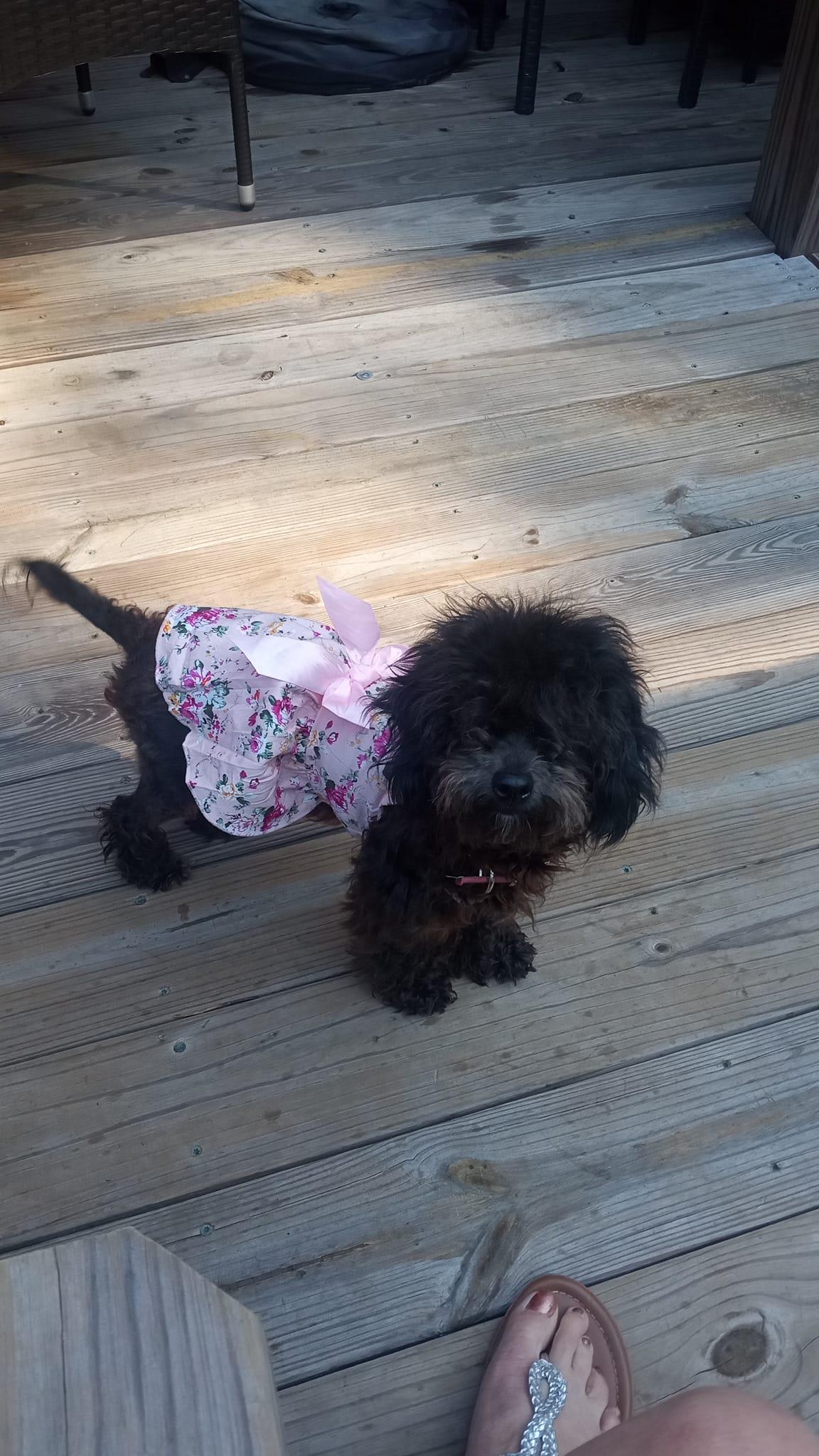 Kelley's Kennels in Poodle and Yorkshire Terrier puppies