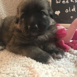 Shiloh Shepherd Puppies from Super Nova Shilohs