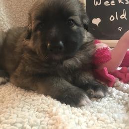 Shiloh Shepherd Puppies from Super Nova Shilohs