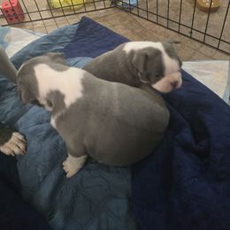 Boston Terrier Puppies from Aronow pups