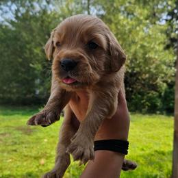 Brie - Golden male Golden Retriever puppy in Dayton, Minnesota from Akoya Kennels