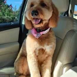 Goldendoodle All Grown Up from Midwest Companions