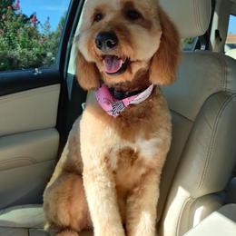 Goldendoodle All Grown Up from Midwest Companions