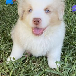 Miniature American Shepherd Puppies from Fruition Farms