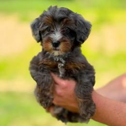 Erika - Blue merle female Bernedoodle puppy in Dundee, Ohio from Down Home Doodle