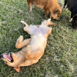 Golden Retriever All Grown Up from Burch Kate's Golden Retrievers