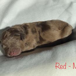 Boy 7 - Aussiedoodle puppy in Shell Lake, Wisconsin from KC Acres