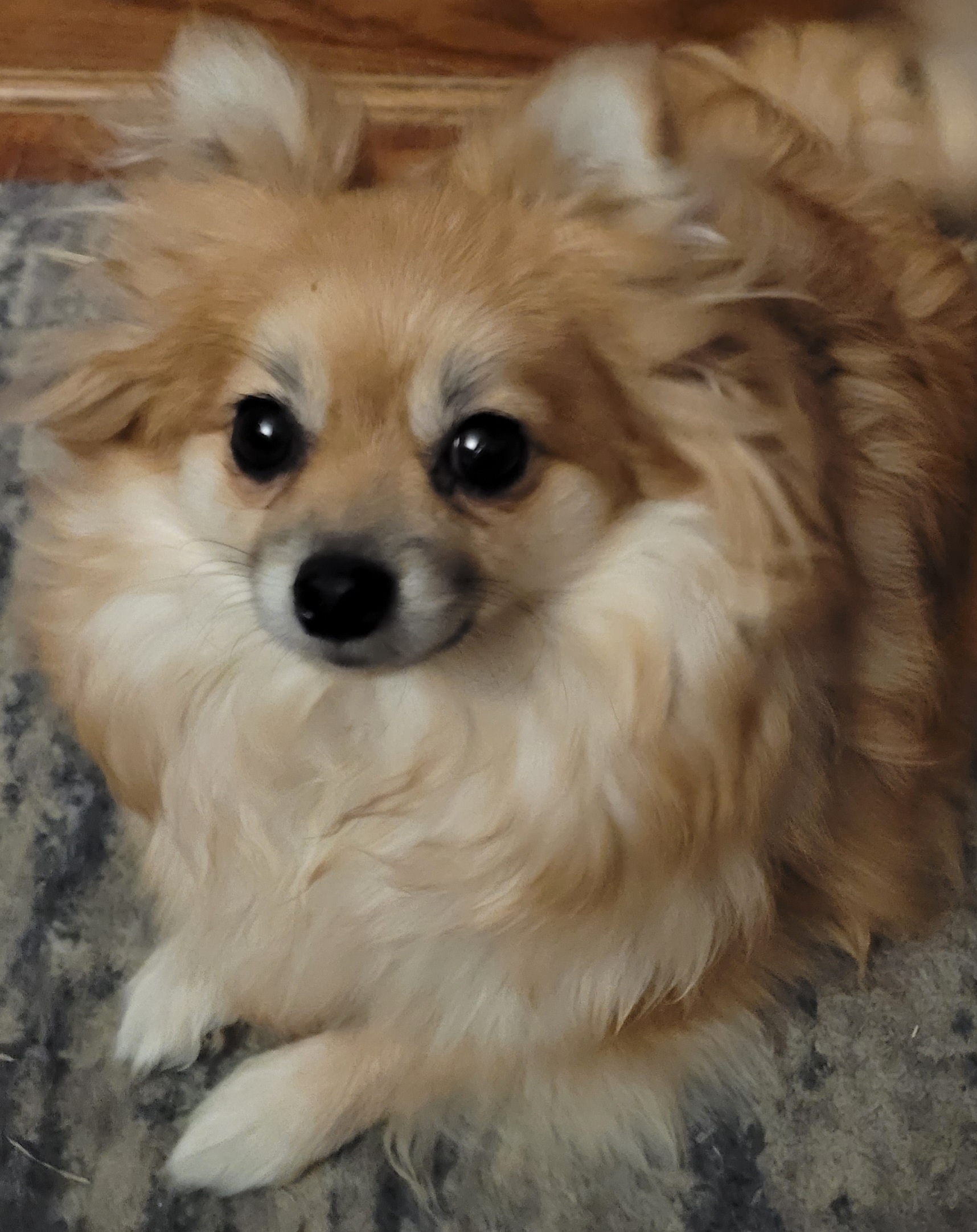 Dottie - Pomeranian