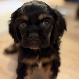 Darling - Black and tan female Cocker Spaniel puppy in Nixa, Missouri from LoElls Cocker Spaniels