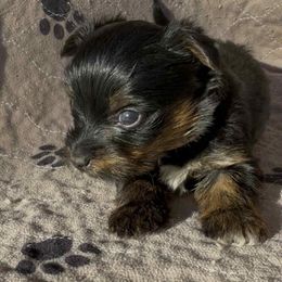 Stevie Pink collar Girl - Black and tan female Yorkshire Terrier puppy in Houston, Texas from Little things