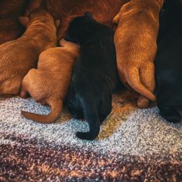 Baby fox red girl 1 - Yellow female Labrador Retriever puppy in Ulman, Missouri from Landon J Farms Labrador Retrievers