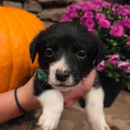 Male 2 - Black tri-color male Assorted Doodle Crosses puppy in Mouth Of Wilson, Virginia from Holly Ridge Aussies, Aussiedoodles & Corgis