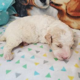 Poe - Parti male Poodle puppy in Cleburne, Texas from Lone Star Standard Poodles LLC