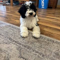 Cockapoo and Golden Mountain Doodle Puppies from Doodles of Joy