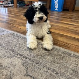 Cockapoo and Golden Mountain Doodle Puppies from Doodles of Joy