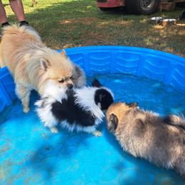 Pomeranian Puppies from Tonia's Pomeranians