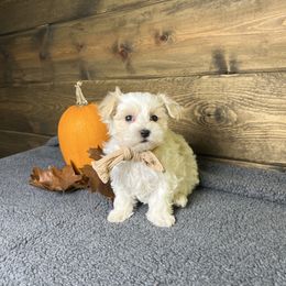Toby - Parti male Maltipoo puppy in Middlebury, Indiana from Pine Grove Canines