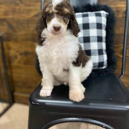 Dachshund and Poodle Puppies from Chocolate Pet Connection