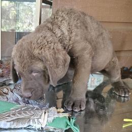 Yellow - Brown female Chesapeake Bay Retriever puppy in Merlin, Oregon from Creekside Chesapeakes
