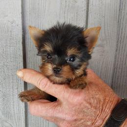 Girl 1 - Black and gold female Yorkshire Terrier puppy in Jamestown, Tennessee from Green Ridge