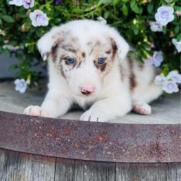Boy 6 - red merle - Red merle male Border Collie puppy in Minden, Iowa from Rocking N Registered Border Collies & Labradors